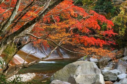 鹿川渓谷(渓谷の清流)