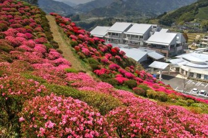天神山つつじ園（満開のキリシマ・クルメツツジ）