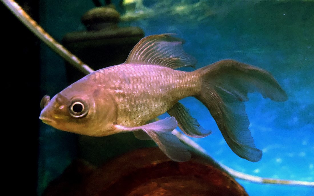 高千穂峡淡水魚水族館（館内で展示されているテツギョ）
