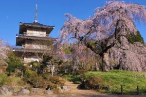 浄専寺のしだれ桜（浄専寺1）