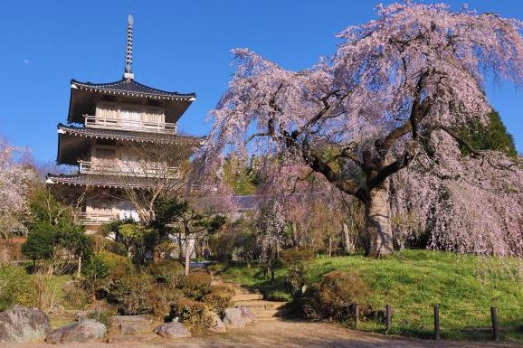 浄専寺のしだれ桜（浄専寺1）