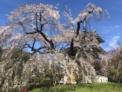 青空にひろがる浄専寺のしだれ桜の大木