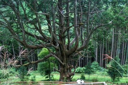 遊歩道の柵の向こうにそびえる大久保のヒノキ