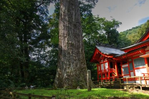 社殿の脇にそびえる八村杉の巨木