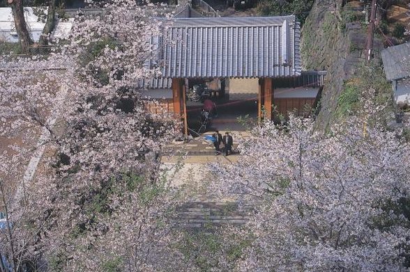 桜の花越しに見える城山公園の建物