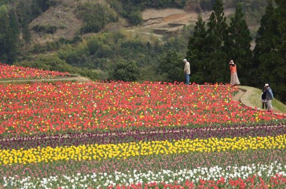中川チューリップの里（中川地区のチューリップ畑）