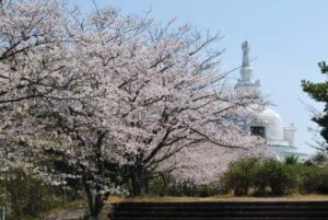 櫛の山公園、桜と日向仏舎利塔（日向市日知屋）