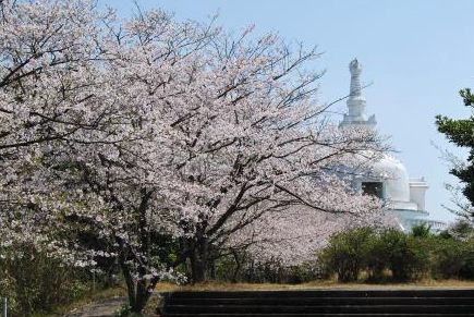 櫛の山公園、桜と日向仏舎利塔（日向市日知屋）