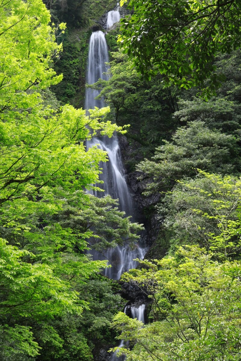新緑に包まれたおせりの滝