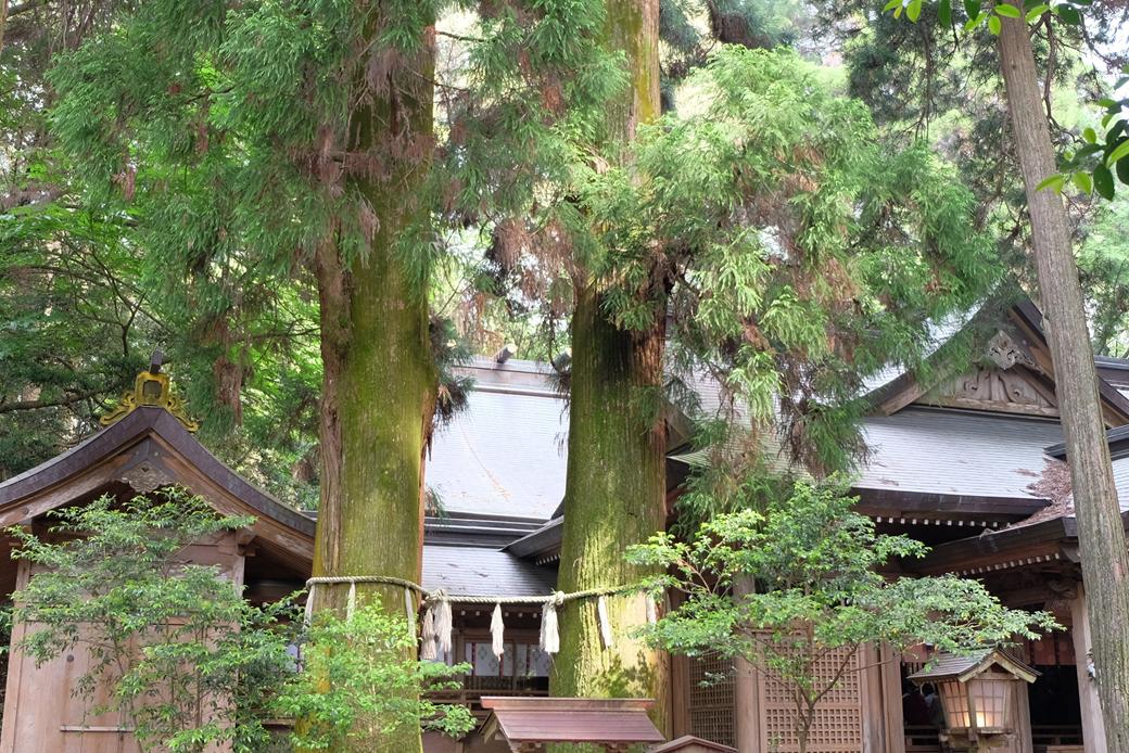 高千穂神社 縁結びで知られる高千穂神社の夫婦杉