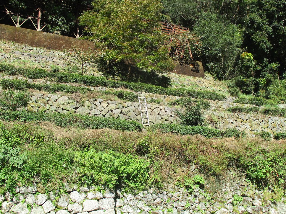 石垣の村（戸川地区） 山の斜面に積み上げられた石垣の段々畑