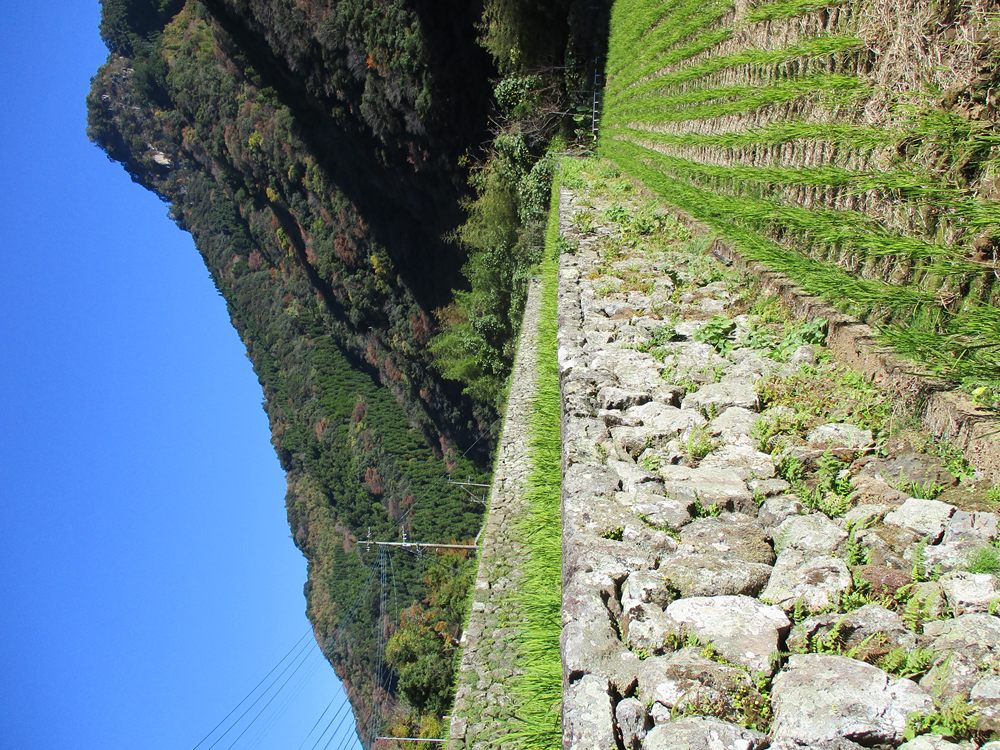 石垣の村（戸川地区） 石垣の段畑越しに望む戸川地区の山並み
