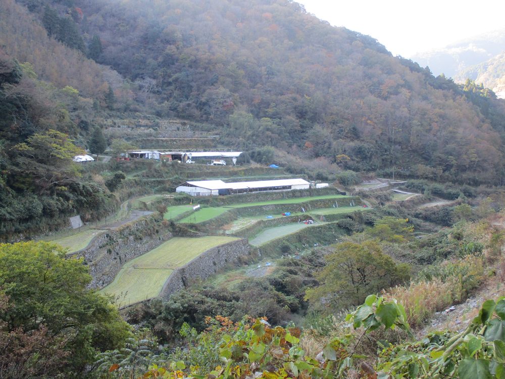 十根川神社と八村杉 重要伝統的建造物群保存地区の十根川集落・大久保地区の石垣段畑