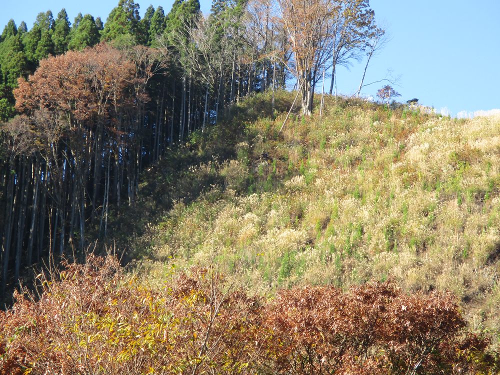 六峰街道 諸塚村の林業。六峰街道沿いからは「モザイク林」の山肌を望める