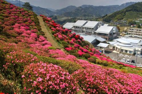 天神山つつじ公園（日之影町七折）に咲くキリシマ・クルメツツジ