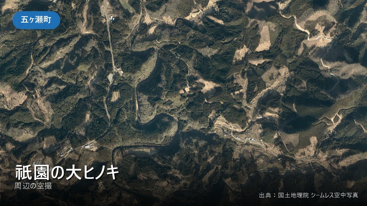 祇園の大ヒノキ 周辺(五ヶ瀬町)の空撮