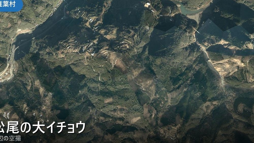 松尾の大イチョウ 周辺(椎葉村)の空撮