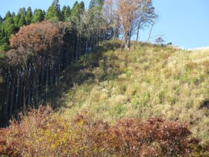 紅葉した木々と杉林が広がる諸塚村の山の斜面