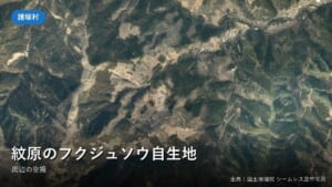 紋原のフクジュソウ自生地周辺の空中写真