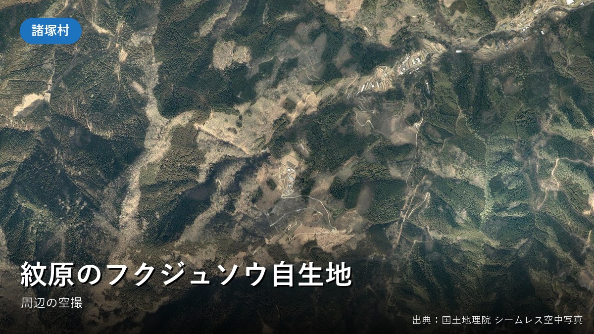 紋原のフクジュソウ自生地周辺の空中写真